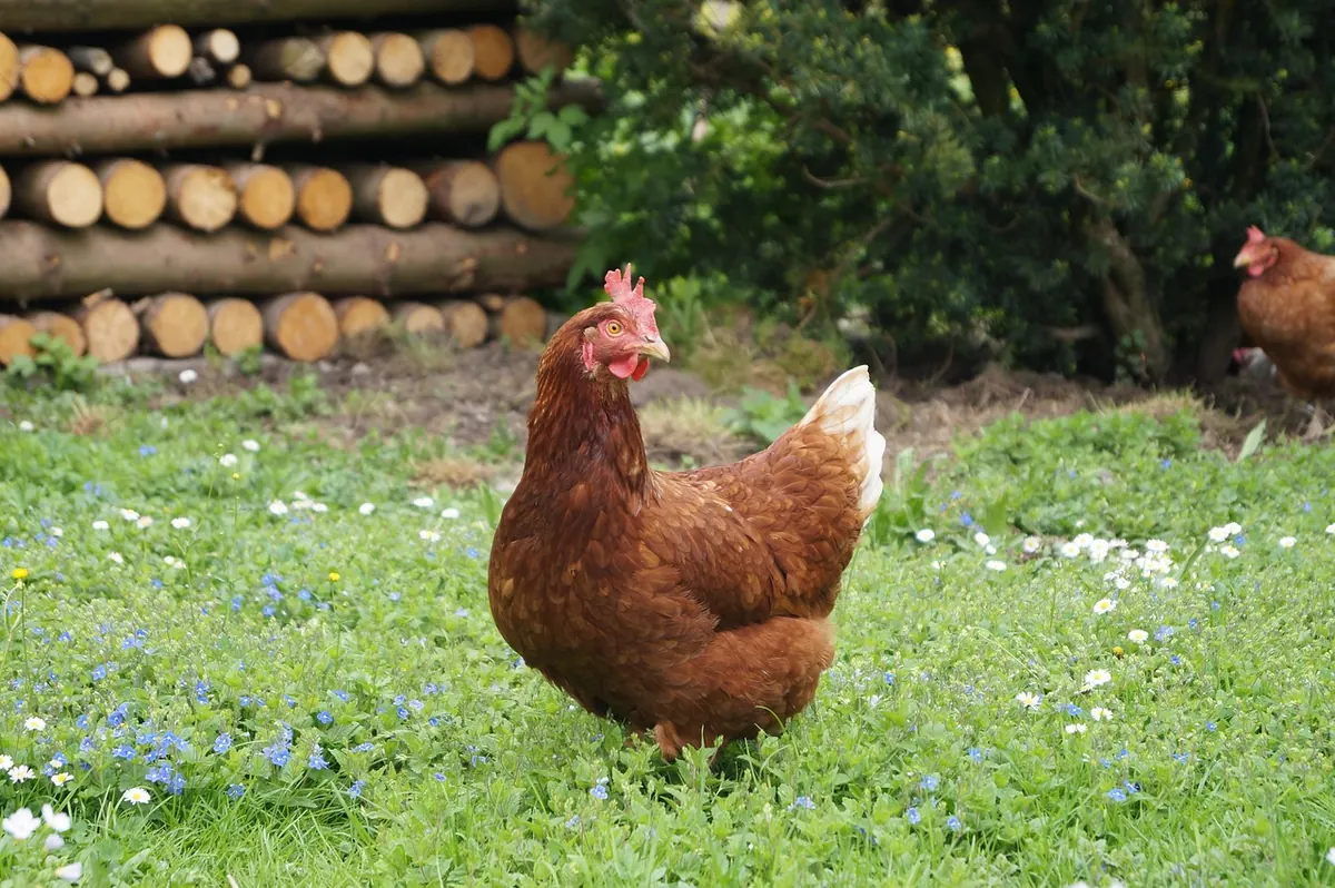 How to Create a Wildlife-Friendly Woodpile in Your Garden